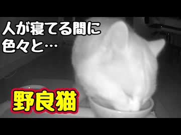 なんか楽しそうね…【野良猫】