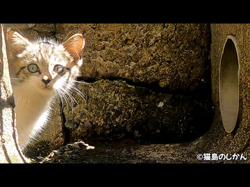 側溝子猫