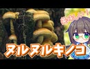 ぬるぬる可愛い天然キノコを採って食べる！