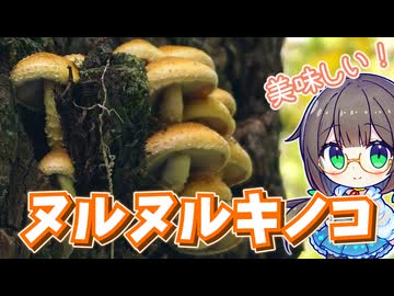 ぬるぬる可愛い天然キノコを採って食べる！