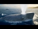 人間を見下すクジラ