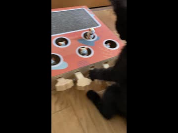モグラ叩きを完全に理解した我が家の子猫
