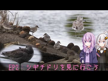 【ゆずきず探鳥録】秋の海辺に行ってみよう【VOICEROID】