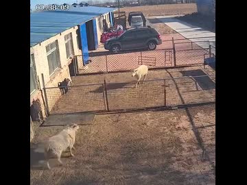 ホモと見る柵を利用して相手にだけダメージを与える羊