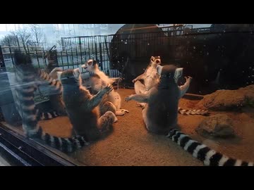 ホモと見る謎の儀式をするキツネザル