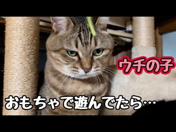 せっかく遊んでたのにねぇ…【野良猫】