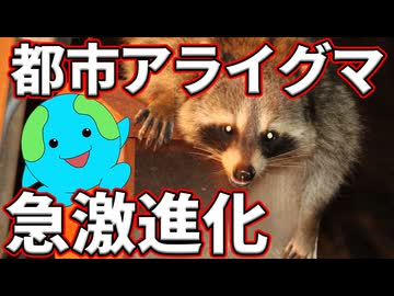 急速に進化する都市のゴミパンダに衝撃の変化が！！【生物解説】