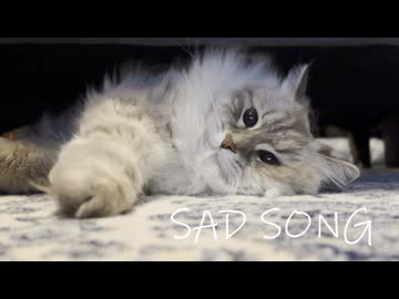 【Shing-a-ling!】SAD SONG【歌ってみた】【是非うちのかわいい猫を見てくれ】