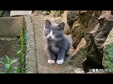 破壊力がハンパない！まるでぬいぐるみのように可愛い仔猫