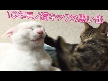 珍妙ウチューネコ、忘れじの猫キックの思い出
