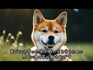 柴犬、大好き！
