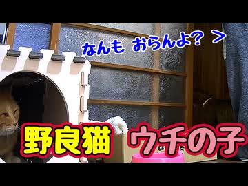 灯台下暗し…【野良猫】