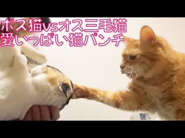 ケガ明けボス猫、オス三毛猫に感謝のパンチ
