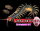 ムカデ＆ゴキブリ生きたまま食う！！
