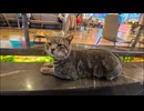 フードコートで飯食ってたら猫が隣に来て一緒にくつろぎ始めた件ｗ 癒やしが過ぎる