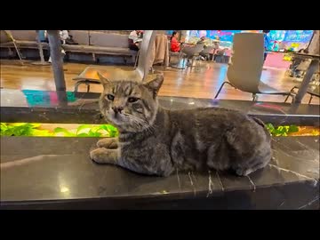フードコートで飯食ってたら猫が隣に来て一緒にくつろぎ始めた件ｗ 癒やしが過ぎる
