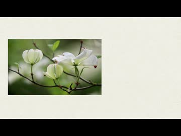 命に嫌われている。/巡音ルカ【cover】
