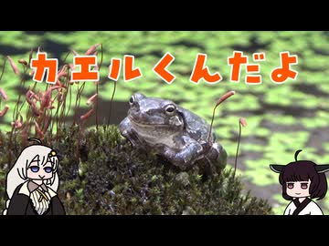 カエルくんだよ