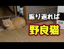 いつから いたの？【野良猫】