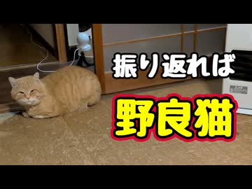 いつから いたの？【野良猫】