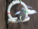 ジュウシマツが飛んだらキンカチョウもとぶ 7秒当たり 走るインコも映る2025年12月1日