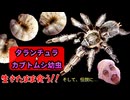 カブトムシ幼虫＆タランチュラ生きたまま食う！！