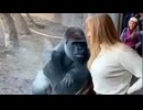 ホモと見る人間の女に恋をしてしまったゴリラ