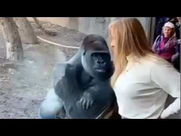ホモと見る人間の女に恋をしてしまったゴリラ