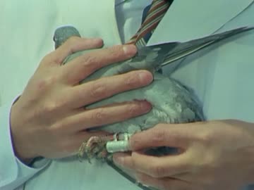 バトルフィーバーＪ 第18話 「鳩よ悪の巣へ急げ」