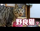【野良猫】のごはん盗み食いする野良猫？