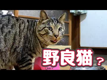 【野良猫】のごはん盗み食いする野良猫？