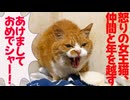 引退した街の名物猫たち、支え合って年を越す