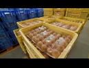 たまご高騰”エッグショック”超え　養鶏業者「来年6月頃まで高値続くのでは」長引く鳥インフルの影響・・・再出荷までに約1年　付加価値求めブランド卵に切り替える店も