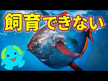 アカマンボウを飼育できない理由とその驚きの生態【生物解説】