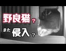 とりあえず一件落着？ 【野良猫】
