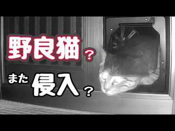 とりあえず一件落着？ 【野良猫】