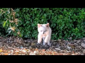 港で出会った白子猫、撫でてほしくて自分から来るの可愛すぎ問題ｗｗ