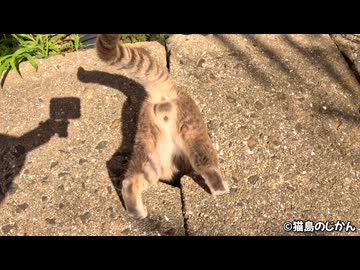 逆再生で側溝から猫を出してみた