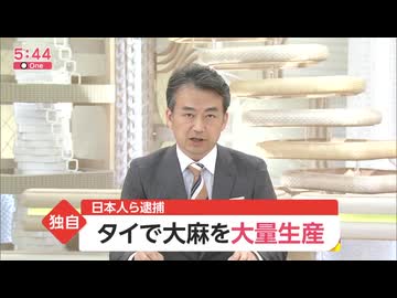 タイで大麻を大量生産