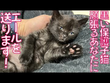 黒い保護子猫、がんばるあなたにエールを送る