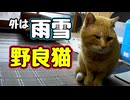 急に気温が下がりました 【野良猫】