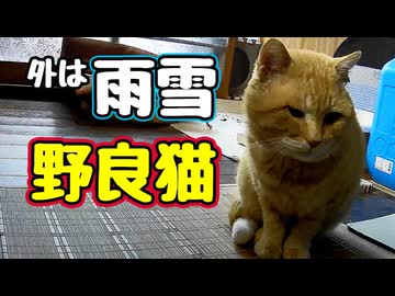 急に気温が下がりました 【野良猫】