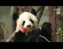 PandapiaLive_2025_12_04