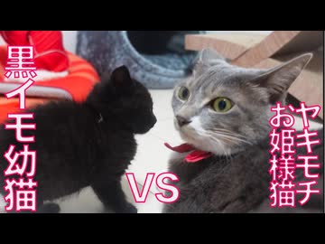 お姫様猫、黒イモ幼猫にヤキモチを焼く