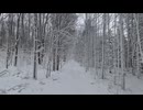 【VRChatワールド紹介】［3DGS］ Winter Forest