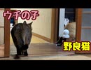 一緒に遊びたい？ ウチの子 【野良猫】