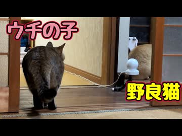 一緒に遊びたい？ ウチの子 【野良猫】