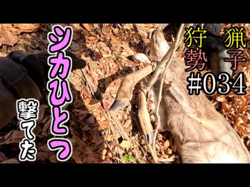 狩猟勢子動画＃034　シカ一つ撃てた
