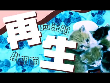 ホモと見る　拾った子猫ちゃんが「再生」した