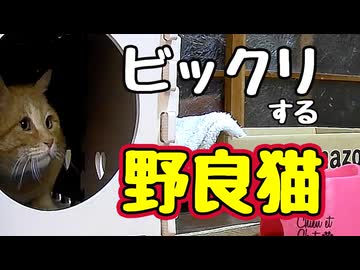 今日は みんなで ビックリDAY？ 【野良猫】